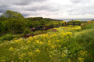 View from the island of Vallisaari. Flowers in the forefront. People on the stairs. The sea is in the background.