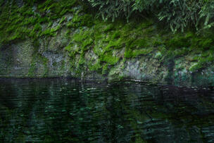 Moss grows on the cliff of Vallisaari island.