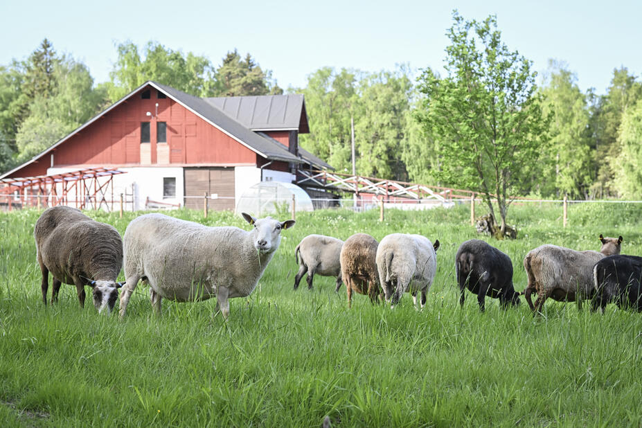 Lampaita uutelan niityllä.