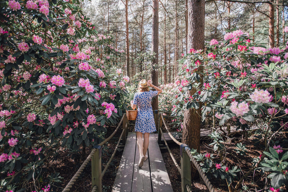 Person walking in the blossoming rhododendron park.