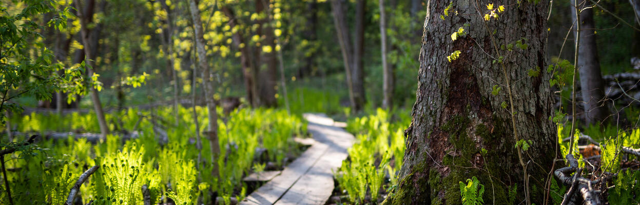 Kotkansiipi nousee pitkospuiden ympärille keväällä. 